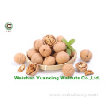 High qulit Walnut Kernels Light Pieces for sale